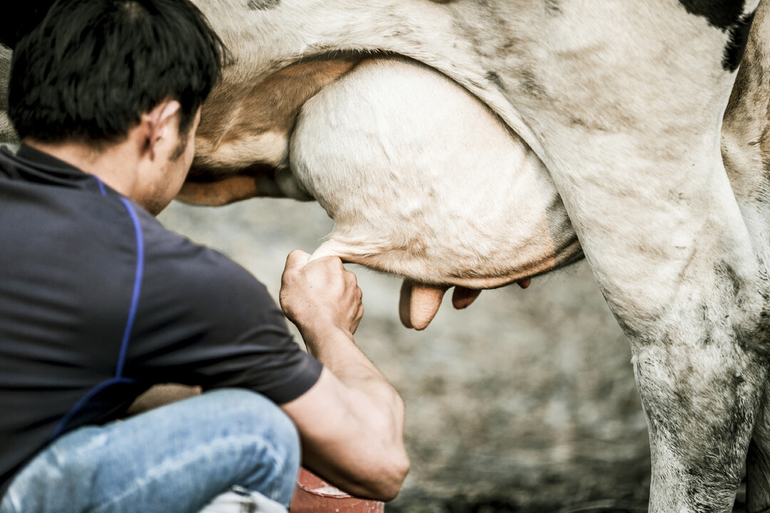 Lactation & Milk Yield Enhancers