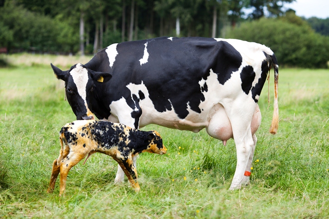 Reproductive & Post-Parturition Care